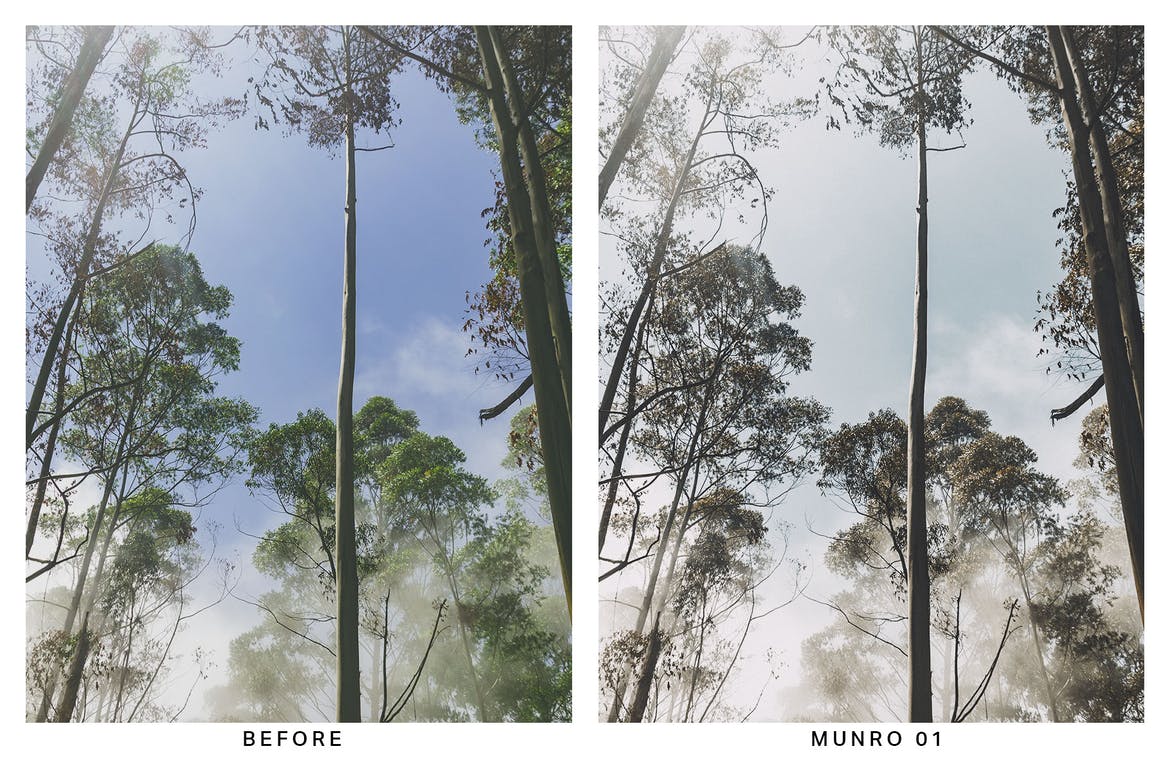 20 Moody Forest Lightroom Presets and LUTs